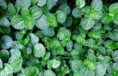 Taze yeşil nane yaprakları bitki yetiştirme arka planı.