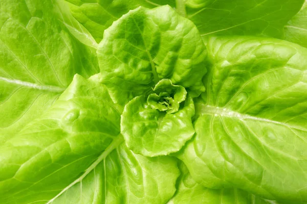Butterhead marul salatası, yakın plan, hidroponik sebze reganik gıda arka plan bırakır.