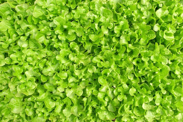 Batavia Marul Salatası Hidroponik Sebzeli Rganik yiyecek.