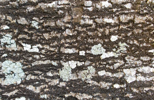 Ağaç gövdesi arka planının pürüzlü deseni.