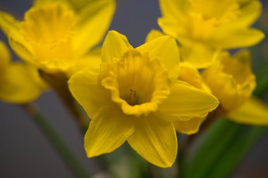 Güzel sarı nergis ya da narsislerin yakın çekimi.