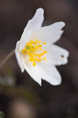 Ormanda güzel bahar çiçekleri - ahşap şakayık, Anemone nemorosa