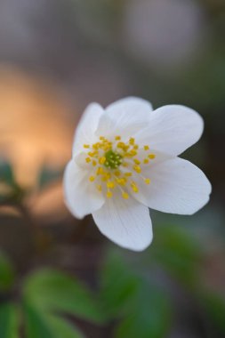 Ormanda güzel bahar çiçekleri - ahşap şakayık, Anemone nemorosa