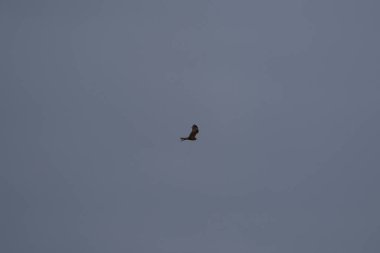 Kırmızı Uçurtma, uçan yırtıcı kuş