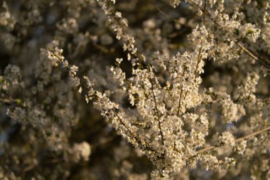 Bir bahar günü kiraz çiçeklerinin güzel çiçekleri