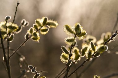İlkbaharın başlarında Willow Catkins