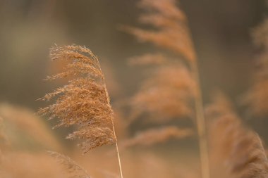 Gölün kıyısındaki kuru sazlıklar.