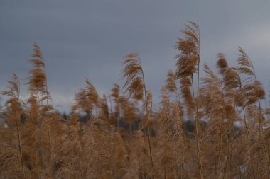 Gölün kıyısındaki kuru sazlıklar.