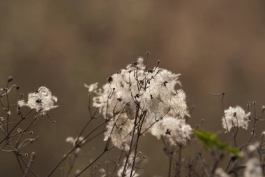 Bir bahar günü kiraz çiçeklerinin güzel çiçekleri