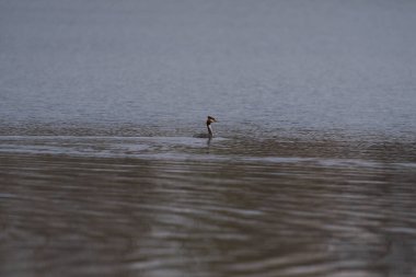 Bir gölette Büyük bir ibikli yunus..
