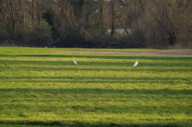 İki balıkçıl yeşil bir çayırda dinleniyor.