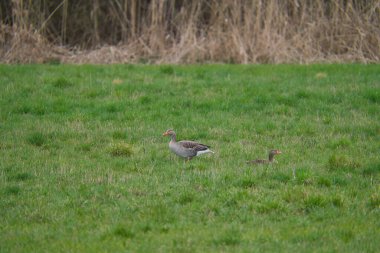 Bir Greylag Goose, anser anser anser, yeşil çayırda bir yaban kazı