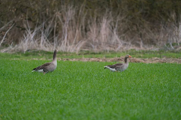 A Greylag Goose, anser anser, a wild goose on a green meadow