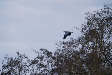 Uçan bir Gri Heron ardea cinerea
