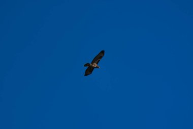Sıradan bir akbaba, Buteo buteo yiyecek arıyor.