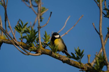 A great tit, parus major, is standing on perch ona a branch with blue sky