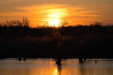 Doğada güneş doğarken gülen martılar.