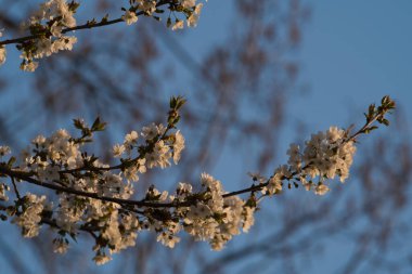 Bir bahar günü kiraz çiçeklerinin güzel çiçekleri
