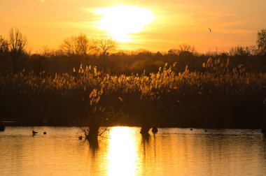 Sabah güneşiyle aydınlatılan bir gölün kıyısındaki kuru sazlık.