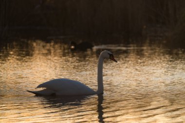 Kuğu gün doğumunda suda yüzer ve sabah güneşinin tadını çıkarır.