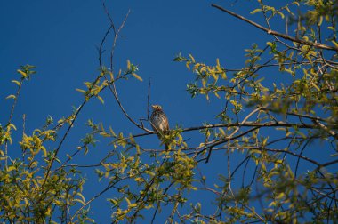 Bahar mevsiminde bir ağaçta öten Turdus Philomelos kuşunun yakın çekimi.