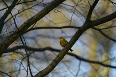 Sarı Çekiç Emberiza Citrinella sabah bir ağaçta oturur.
