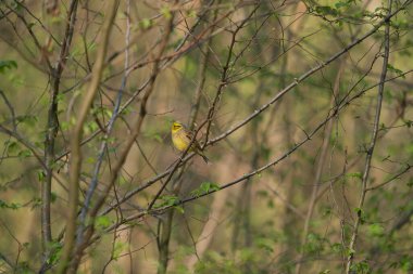 Sarı Çekiç Emberiza Citrinella sabah bir ağaçta oturur.