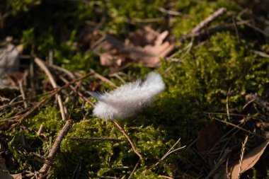 Güzel bir ormanın arka planında beyaz bir kuş tüyü