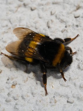 a young bumblebee sunbathes on the wall of a house in the morning, close up of a bumble bee