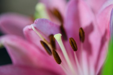 Doğulu güzel bir zambak makro pozu.