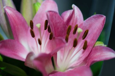 Doğulu güzel bir zambak makro pozu.