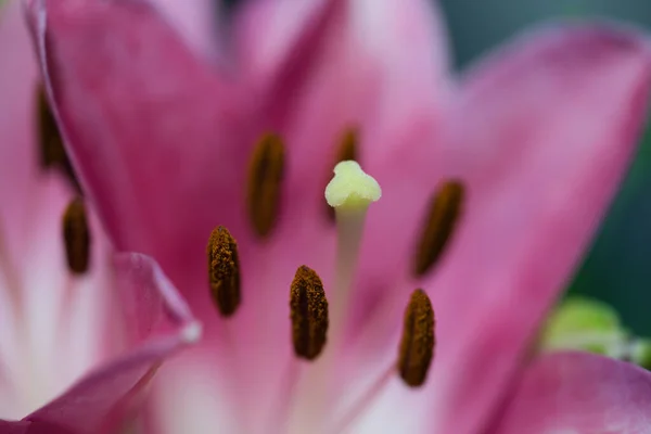 Uma Foto Macro Belo Lírio Oriental — Fotografia de Stock