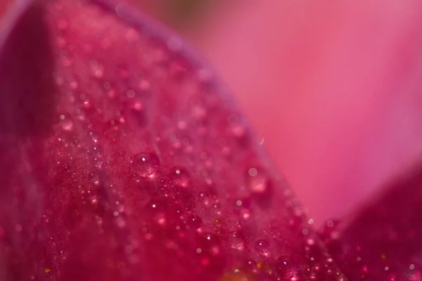 Tiro Macro Lírio Oriental Bonito Com Gotas Água Sobre Ele — Fotografia de Stock