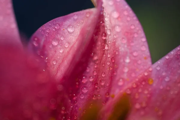 Macro Shot Beautiful Oriental Lily Waterdrops — Stock Photo, Image