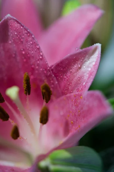 Tiro Macro Lírio Oriental Bonito Com Gotas Água Sobre Ele — Fotografia de Stock