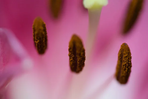 Uma Foto Macro Belo Lírio Oriental — Fotografia de Stock