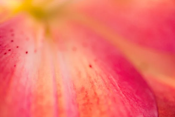 Κοντινό Πλάνο Του Φύλλου Ενός Ροζ Κίτρινου Κρίνου — Φωτογραφία Αρχείου