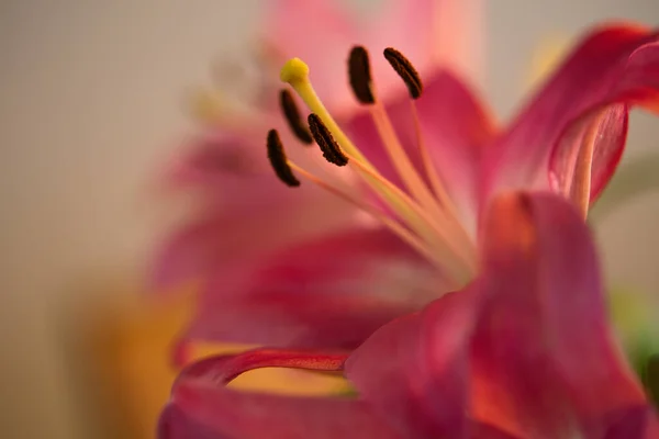 Close Single Pink Lily Blurred Light Background — Stock Photo, Image