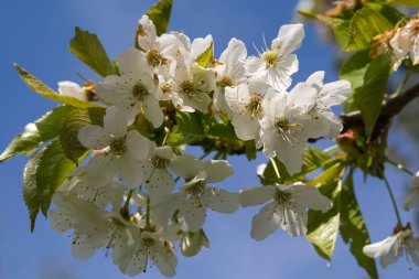 Bir arı elma çiçeğinin üzerinde oturuyor.