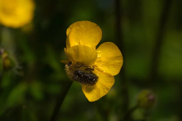 Coléoptère Phytophage Oxythyrea Funesta Sur Fleur Jaune — Photo