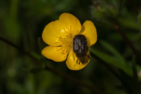 Sarı Çiçeğin Üzerindeki Oxythyrea Funesta Phytophagous Böceği — Stok fotoğraf