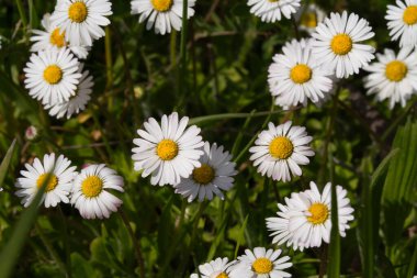 İlkbaharda papatya çiçekleriyle dolu güzel bir tarla