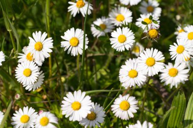 İlkbaharda papatya çiçekleriyle dolu güzel bir tarla