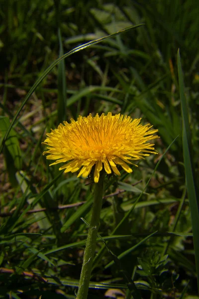 Dente-de-leão amarelo brilhante. Flores brilhantes dentes de leão no fundo de prados de primavera verdes. — Fotografia de Stock