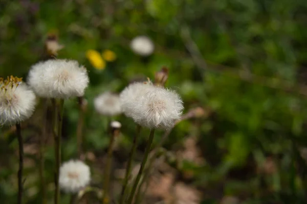 Закрыть Eriophorum fachzeri, также известный как Scheuchzers congrass и white congrass — стоковое фото