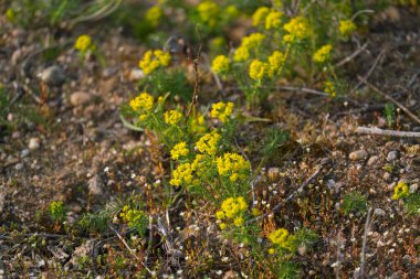 Woad in flower Isatis tinctoria Dyer 's woad ya da glastum olarak da bilinir.