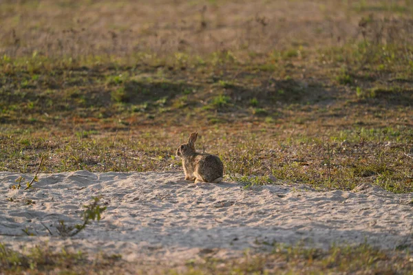 Bir Yabani Tavşan Bir Çakıl Ocağında Oturur Etrafı Kolaçan Eder — Stok fotoğraf
