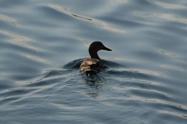 Dişi bir yaban ördeği suyun üzerinde arka ışığa doğru yüzer.
