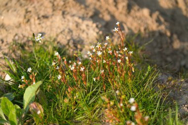 Bir çiçek açan Rue-left saksafon, Saxifraga tridactylites, ilkbaharda gün ışığında
