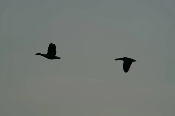 Silhouette of two Canada geese in flight in evening sky